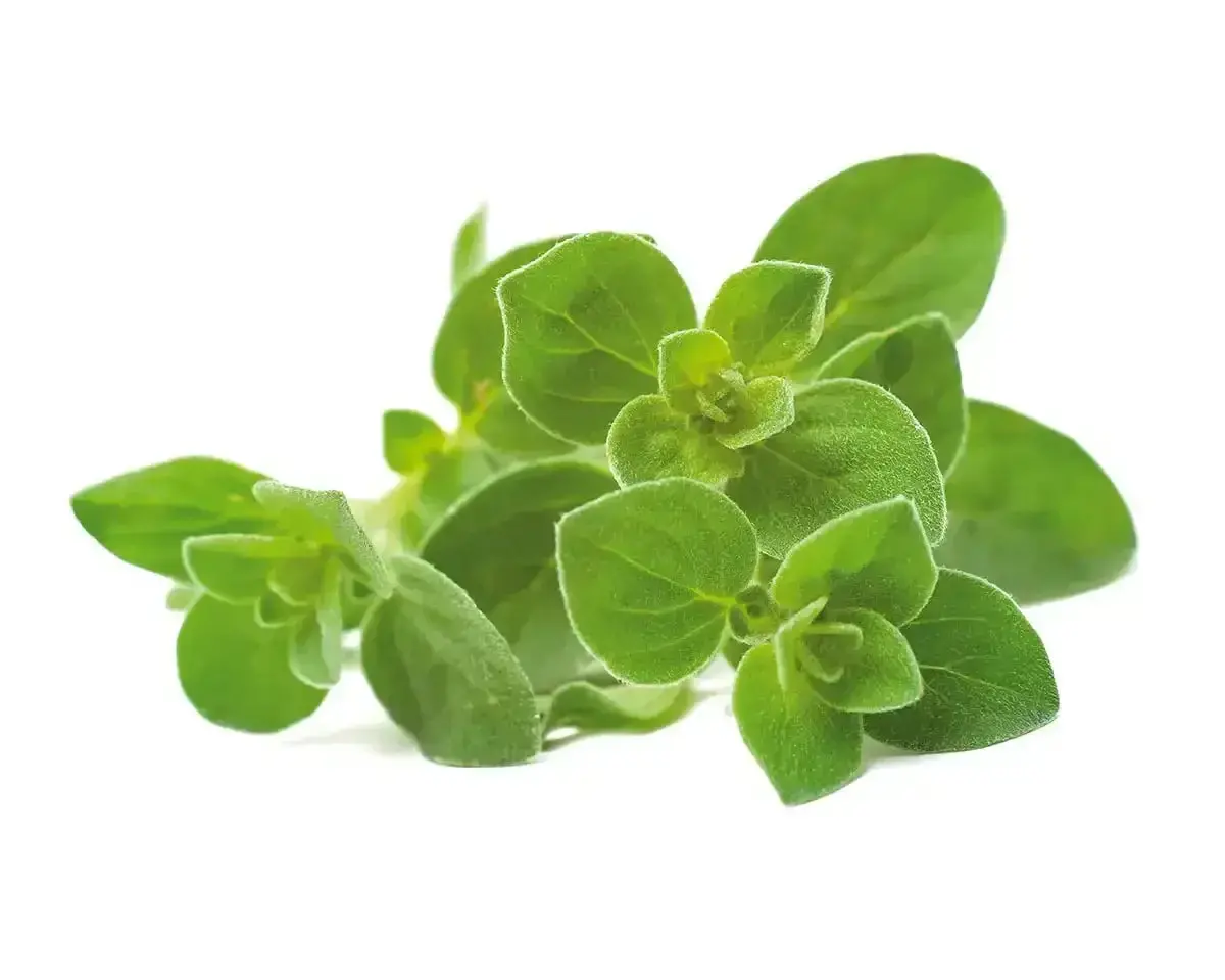 Click & Grow - Smart Garden Refill Oregano - Starter Do Uprawy Z Nasionami - Lebiodka Pospolita 1
