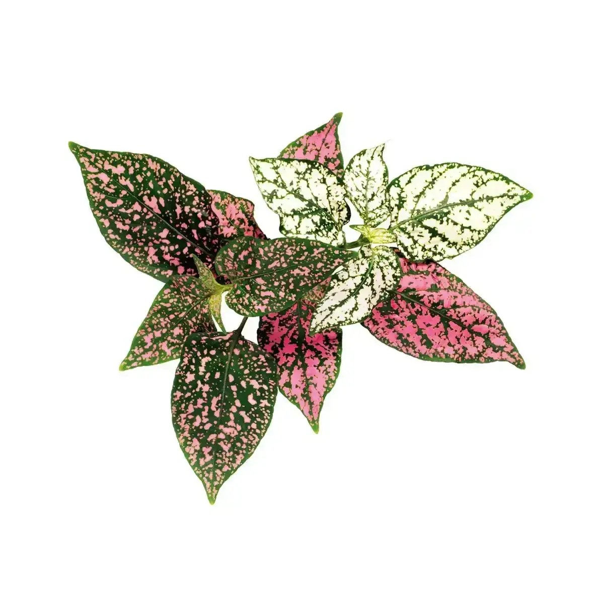 Click & Grow - Smart Garden Refill Polka Dot - Starter Do Uprawy Z Nasionami - Niedośpian Kłosolistny 1