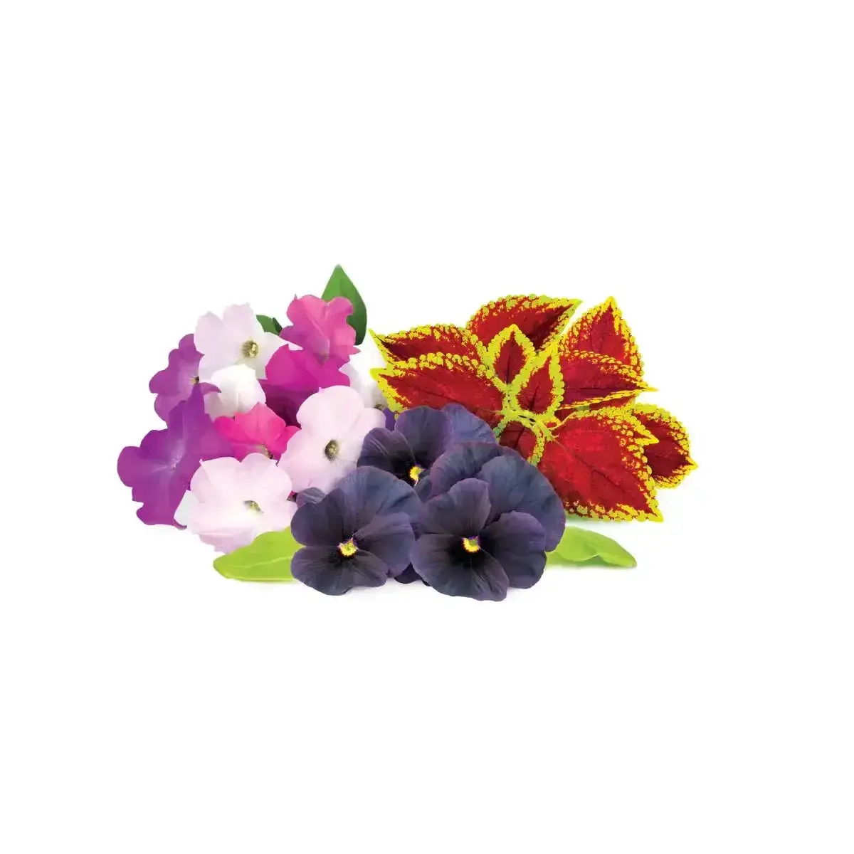 Click & Grow - Smart Garden Refill Vibrant Flower Mix - Starter Do Uprawy Z Nasionami - Mix Kwiatów Kolorowych 1