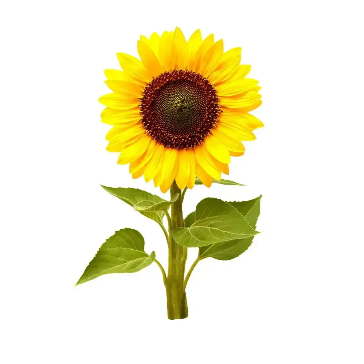 Click & Grow - Smart Garden Refill Mini Sunflower - Starter Do Uprawy Z Nasionami - Słonecznik Zwyczajny 1