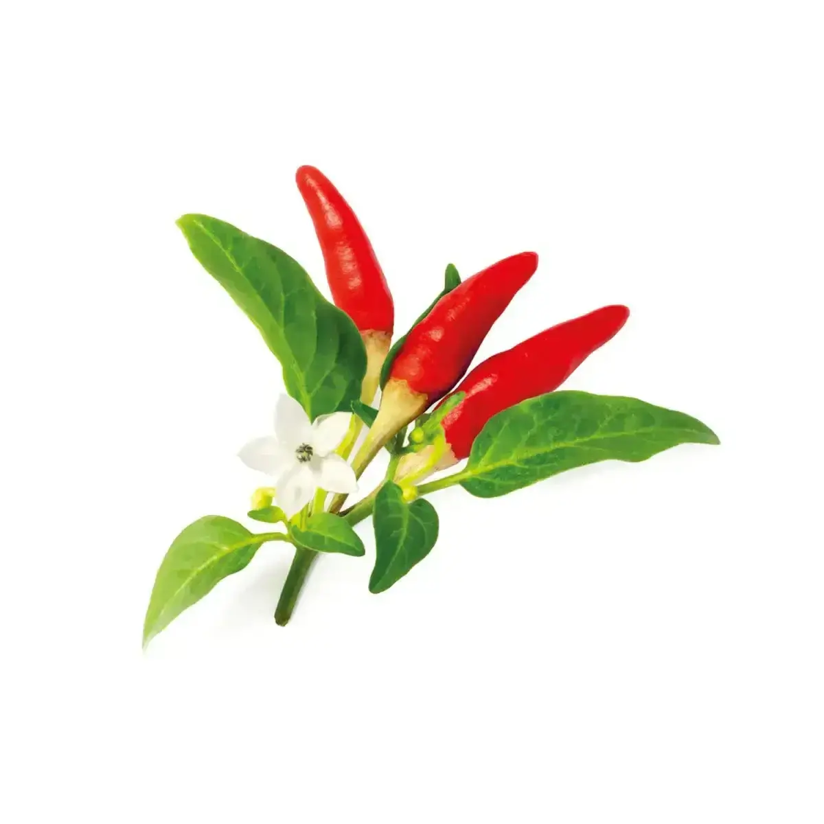 Click & Grow - Smart Garden Refill Red Hot Chili Pepper - Starter Do Uprawy Z Nasionami - Czerwona Ostra Papryka Chili 1
