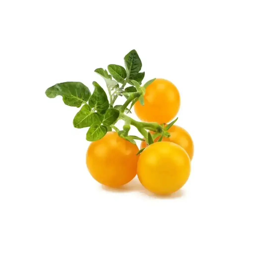 Click & Grow - Smart Garden Refill Mini Tomatoes Yellow - Starter Do Uprawy Z Nasionami - Żółte Pomidorki Koktajlowe 1