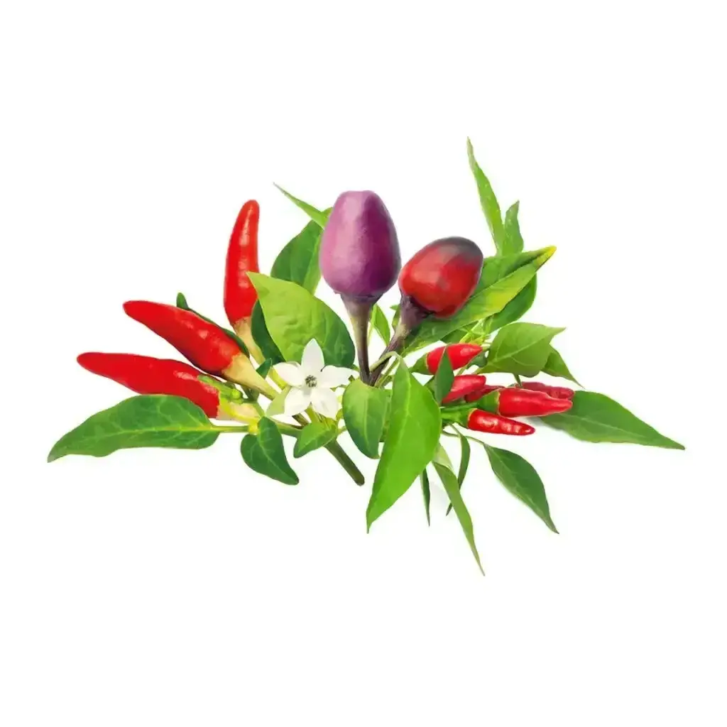 Click & Grow - Smart Garden Refill Chili Pepper Mix - Starter Do Uprawy Z Nasionami - Mix Papryczek Chilli 1