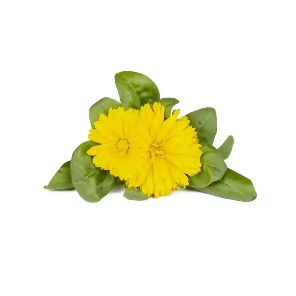 Click & Grow - Smart Garden Refill Calendula - Starter Do Uprawy Z Nasionami - Nagietek Lekarski 1
