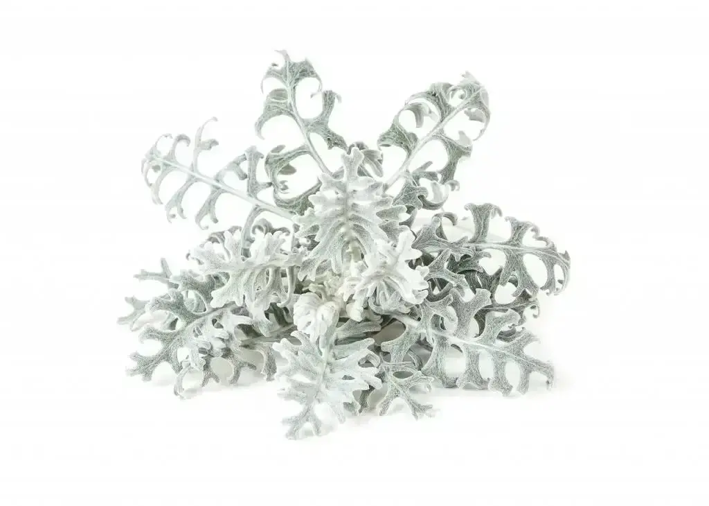 Click & Grow - Smart Garden Refill Dusty Miller - Starter Do Uprawy Z Nasionami - Starzec Popielny 1