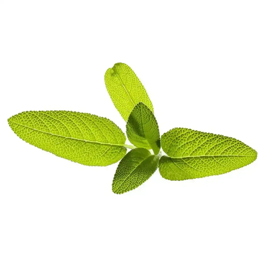 Click & Grow - Smart Garden Refill Garden Sage - Starter Do Uprawy Z Nasionami - Szałwia Lekarska 1