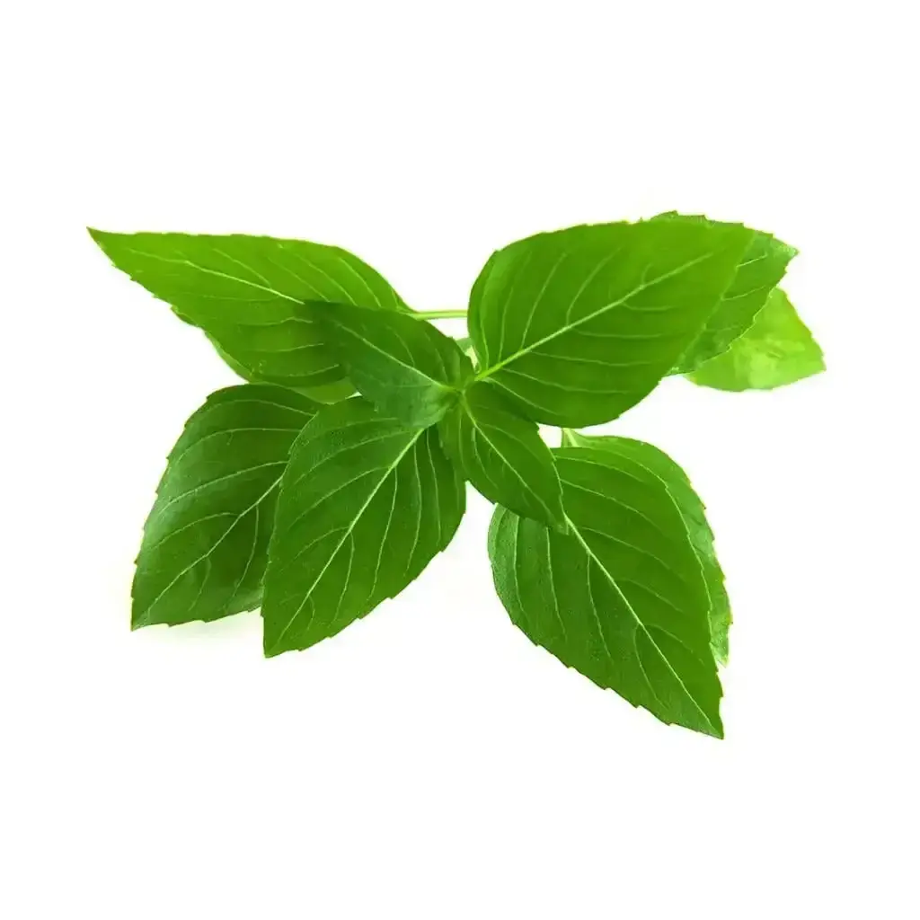 Click & Grow - Smart Garden Refill Thai Basil - Starter Do Uprawy Z Nasionami - Bazylia Tajska 1