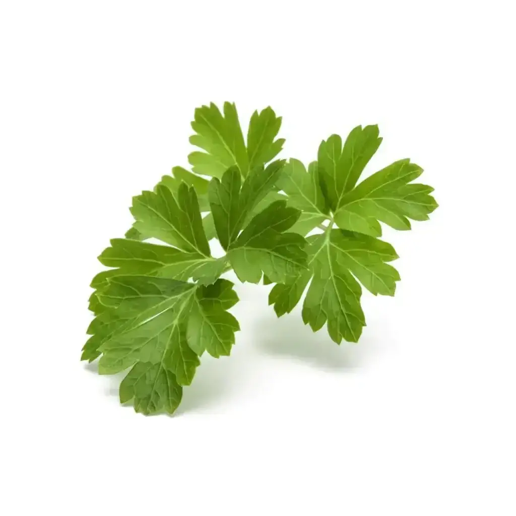 Click & Grow - Smart Garden Refill Common Parsley - Starter Do Uprawy Z Nasionami - Pietruszka Zwyczajna 1