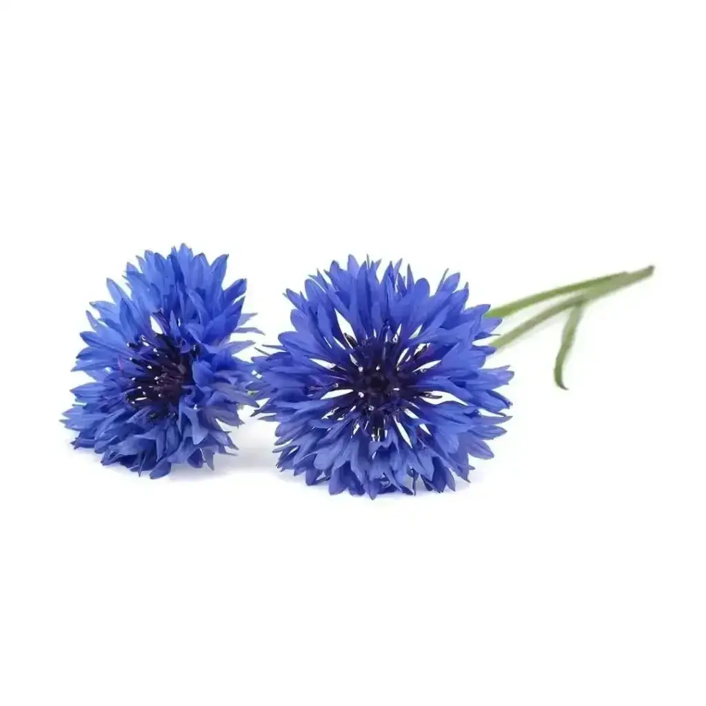 Click & Grow - Smart Garden Refill Cornflower - Starter Do Uprawy Z Nasionami - Chaber Bławatek 1