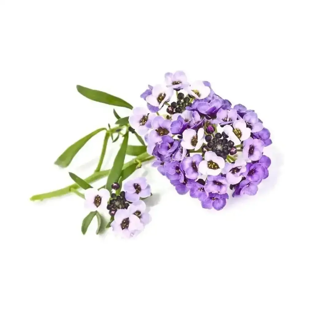 Click & Grow - Smart Garden Refill Sweet Alyssum - Starter Do Uprawy Z Nasionami - Lobularia Nadmorska 1