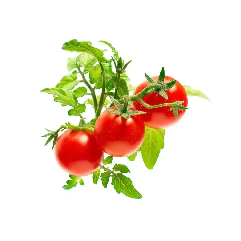 Click & Grow - Smart Garden Refill Mini Tomato - Starter Do Uprawy Z Nasionami - Pomidorki Koktajlowe 1