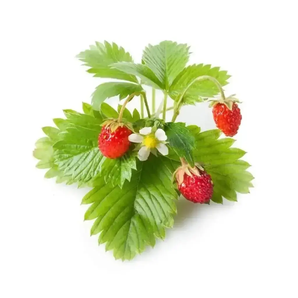 Click & Grow - Smart Garden Refill Wild Strawberry - Starter Do Uprawy Z Nasionami - Poziomka Pospolita 1