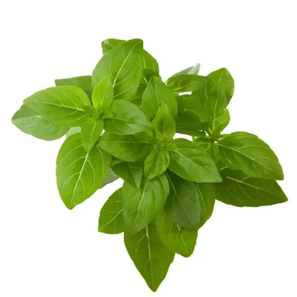 Click & Grow - Smart Garden Refill Dwarf Basil - Starter Do Uprawy Z Nasionami - Bazylia Karłowata 1