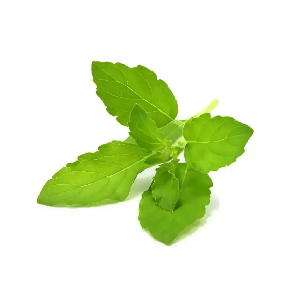 Click & Grow - Smart Garden Refill Holy Basil - Starter Do Uprawy Z Nasionami - Bazylia Azjatycka Tulsi 1