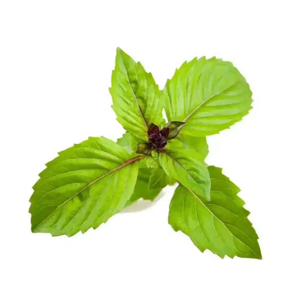 Click & Grow - Smart Garden Refill Cinnamon Basil - Starter Do Uprawy Z Nasionami - Bazylia Cynamonowa 1