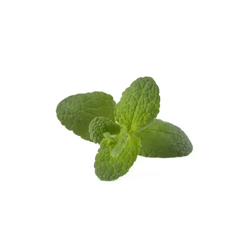 Click & Grow - Smart Garden Refill Apple Mint - Starter Do Uprawy Z Nasionami - Mięta Jabłkowa 1