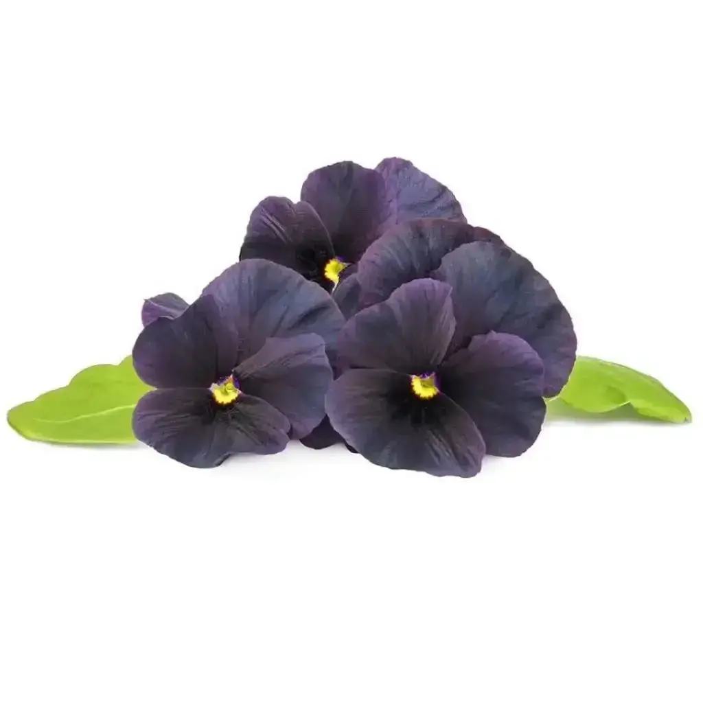 Click & Grow - Smart Garden Refill Black Pansy - Starter Do Uprawy Z Nasionami - Czarny Fiołek Rogoaty 1