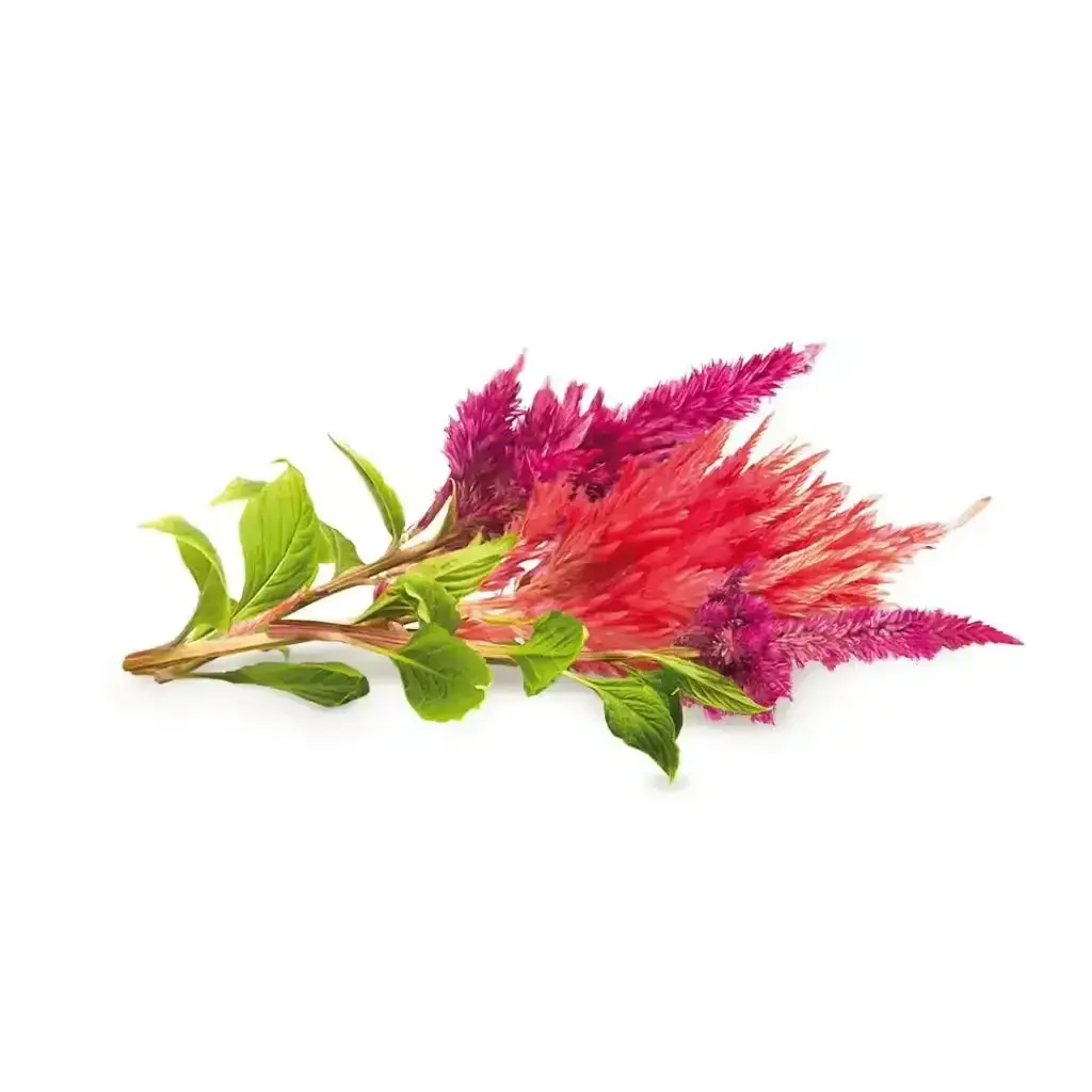 Click & Grow - Smart Garden Refill Cockscomb - Starter Do Uprawy Z Nasionami - Celozja Srebrzysta 1