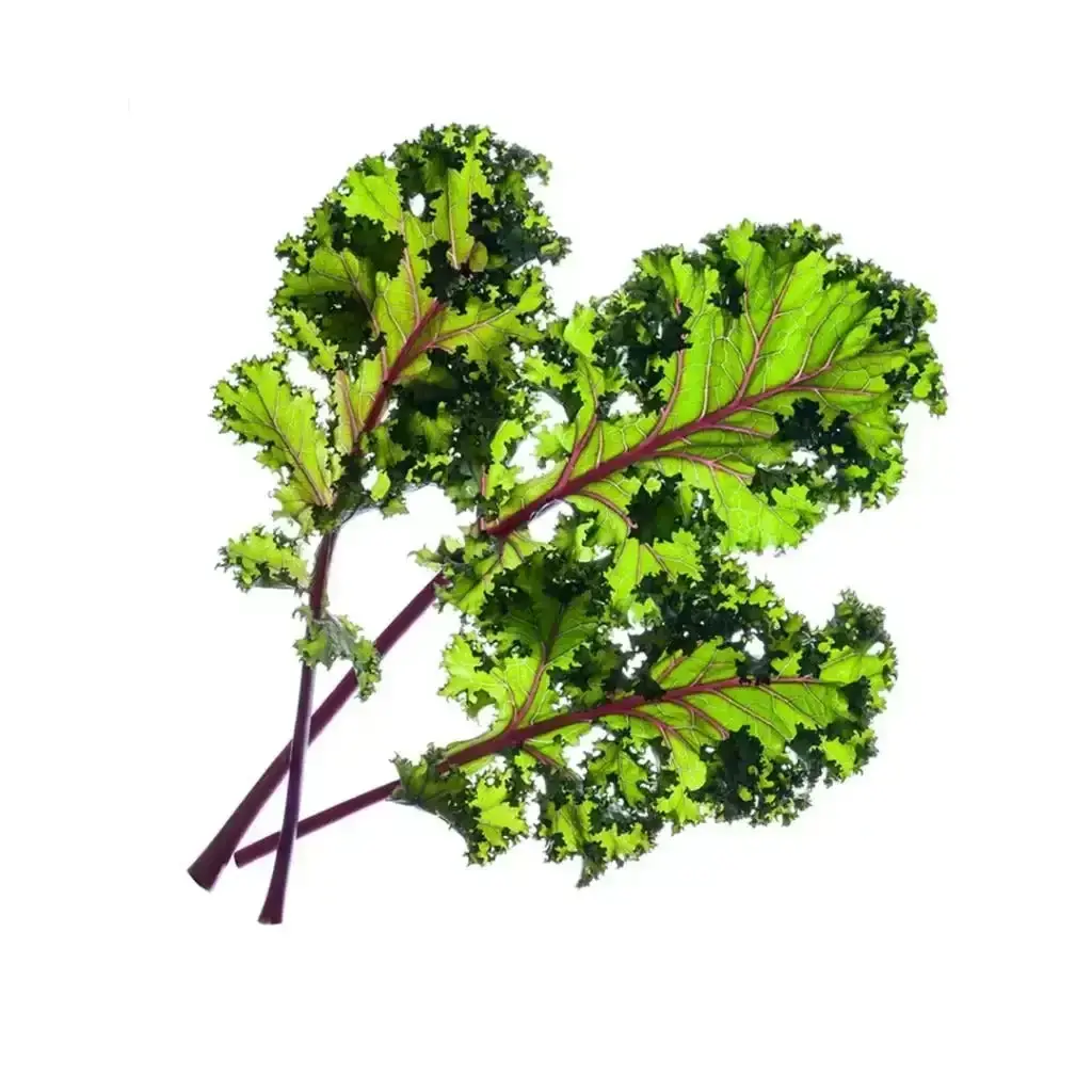 Click & Grow - Smart Garden Refill Red Kale - Starter Do Uprawy Z Nasionami - Czerwony Jarmuż 1